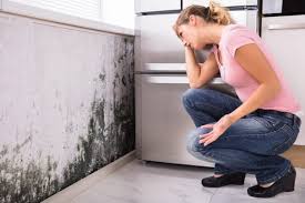 Best Emergency Mold Remediation  in Groveport, OH